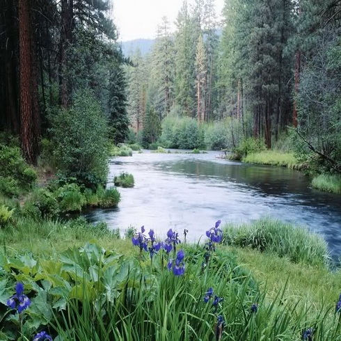 River in the Forest