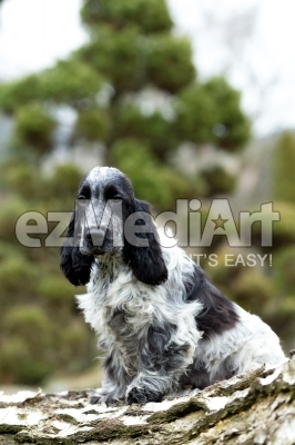 english cocker spaniel puppy