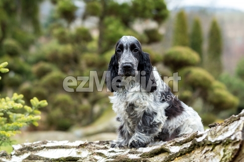 english cocker spaniel puppy