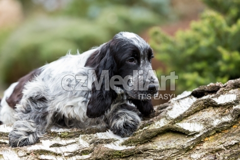english cocker spaniel puppy