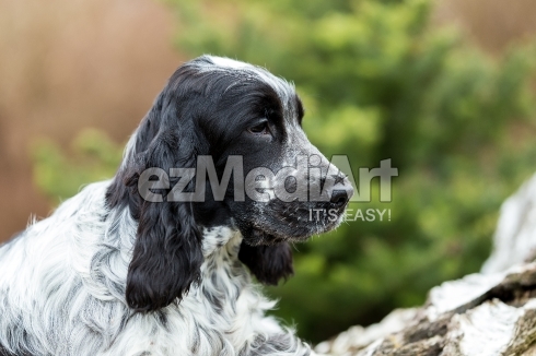 english cocker spaniel puppy