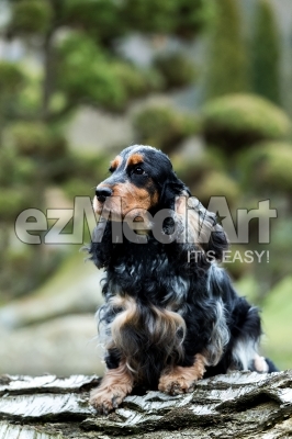 portrait of sitting english cocker spaniel