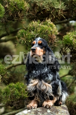 portrait of sitting english cocker spaniel