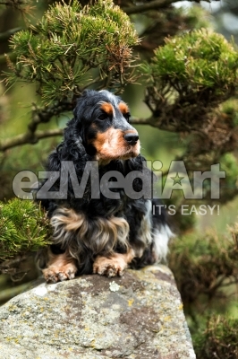 portrait of sitting english cocker spaniel