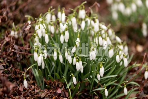 Snowdrop bloom in springtime