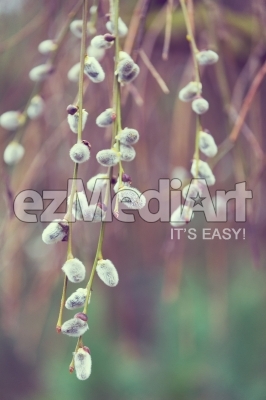 Spring natural background