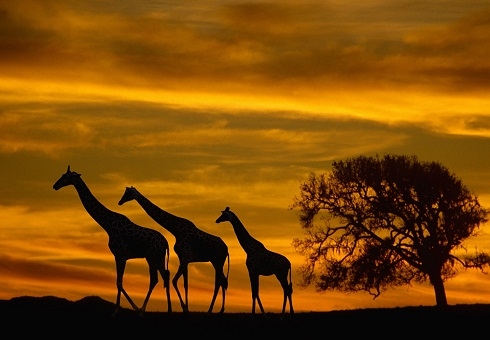 One Day in Africa