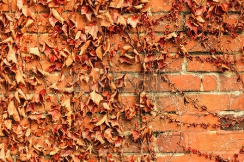 Patterns of the Withered Ivy