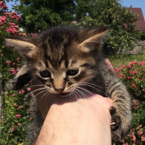 Kitty SMS